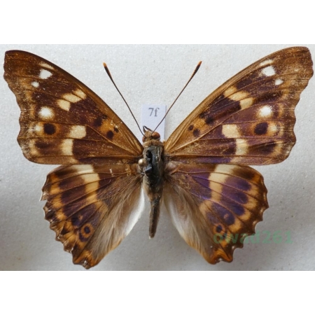 Apatura ilia f. clytie Mieniak strużnik Czech7f